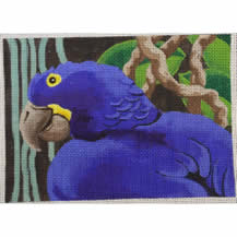 M-341 Details: Hyacinth Macaw