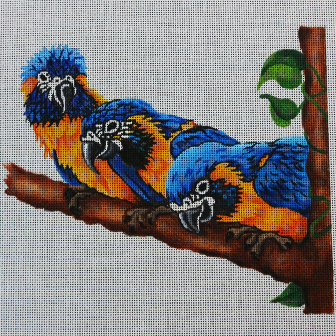 R303 Family of Parrots