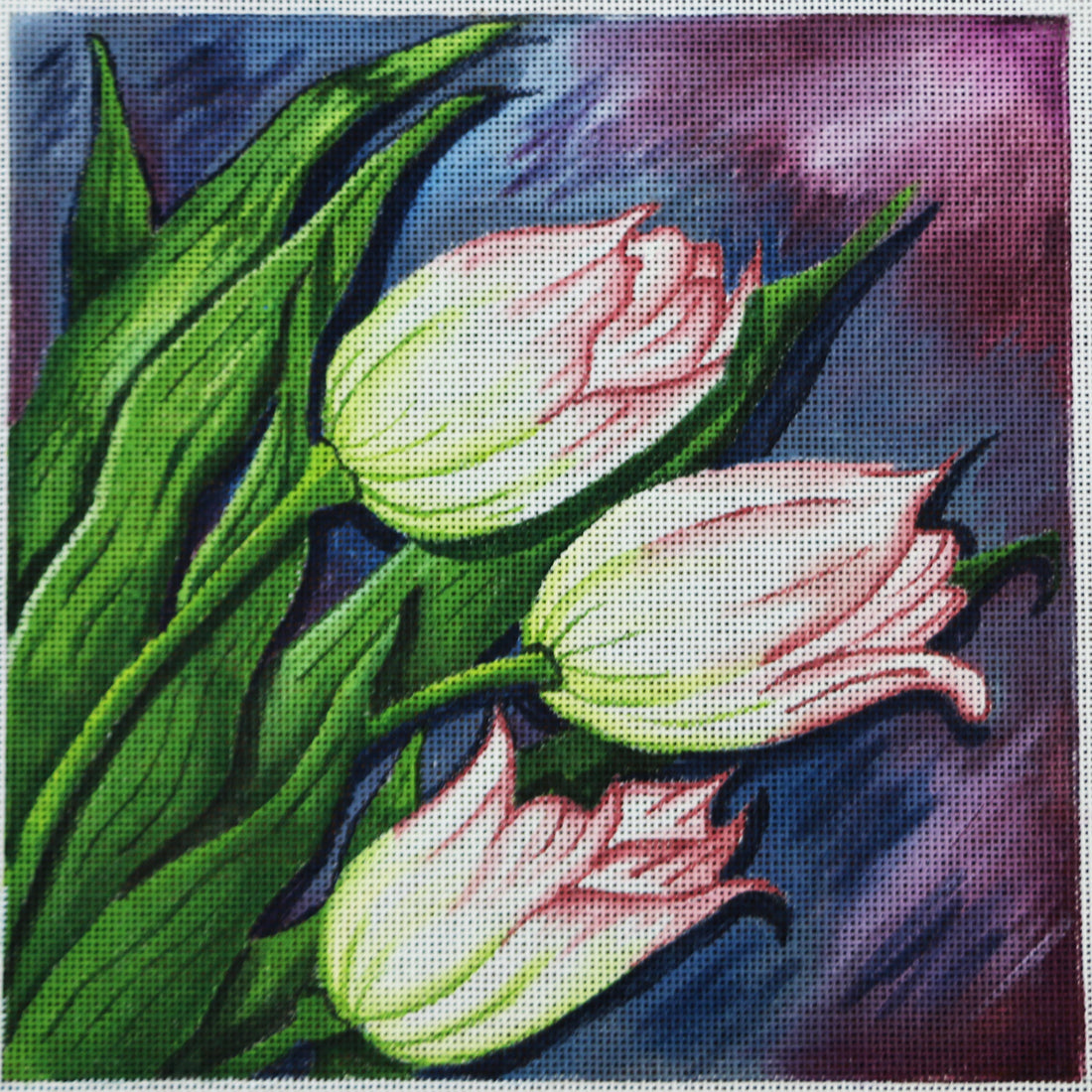 R355 Pink Tulip