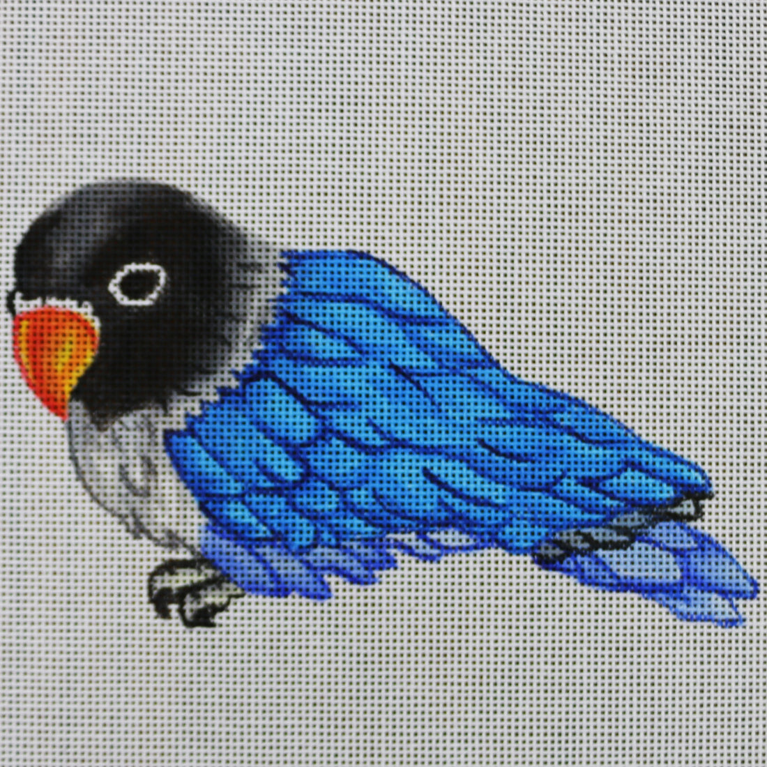 R570 Blue parrot w/ black head