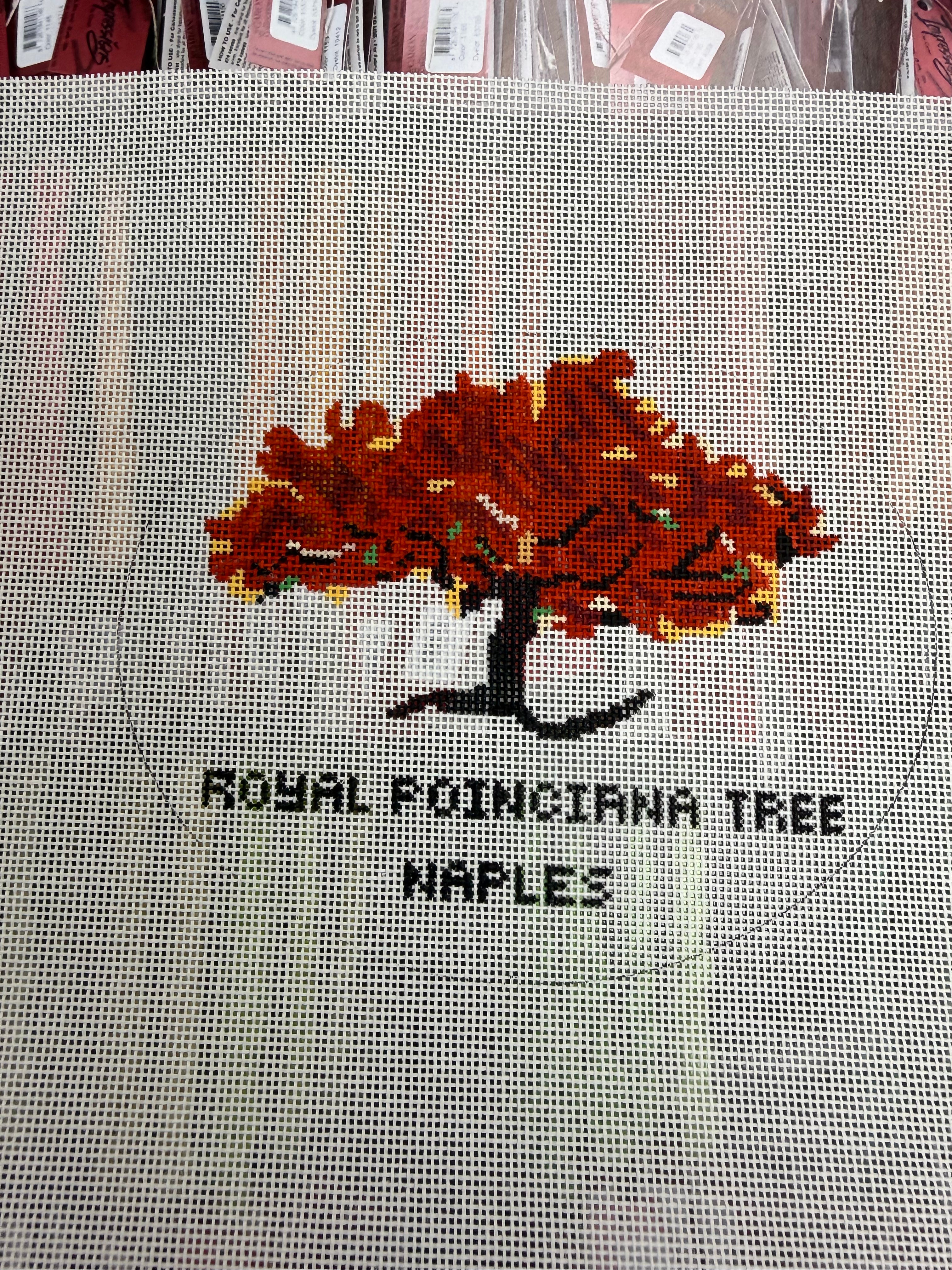Naples Royal Poinciana Tree