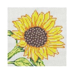 NS12 Sunflower