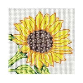 NS12 Sunflower