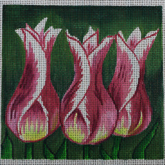 R114 Tulips