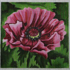 R116 Poppy