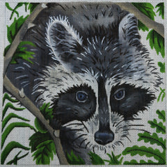 R183 Raccoon