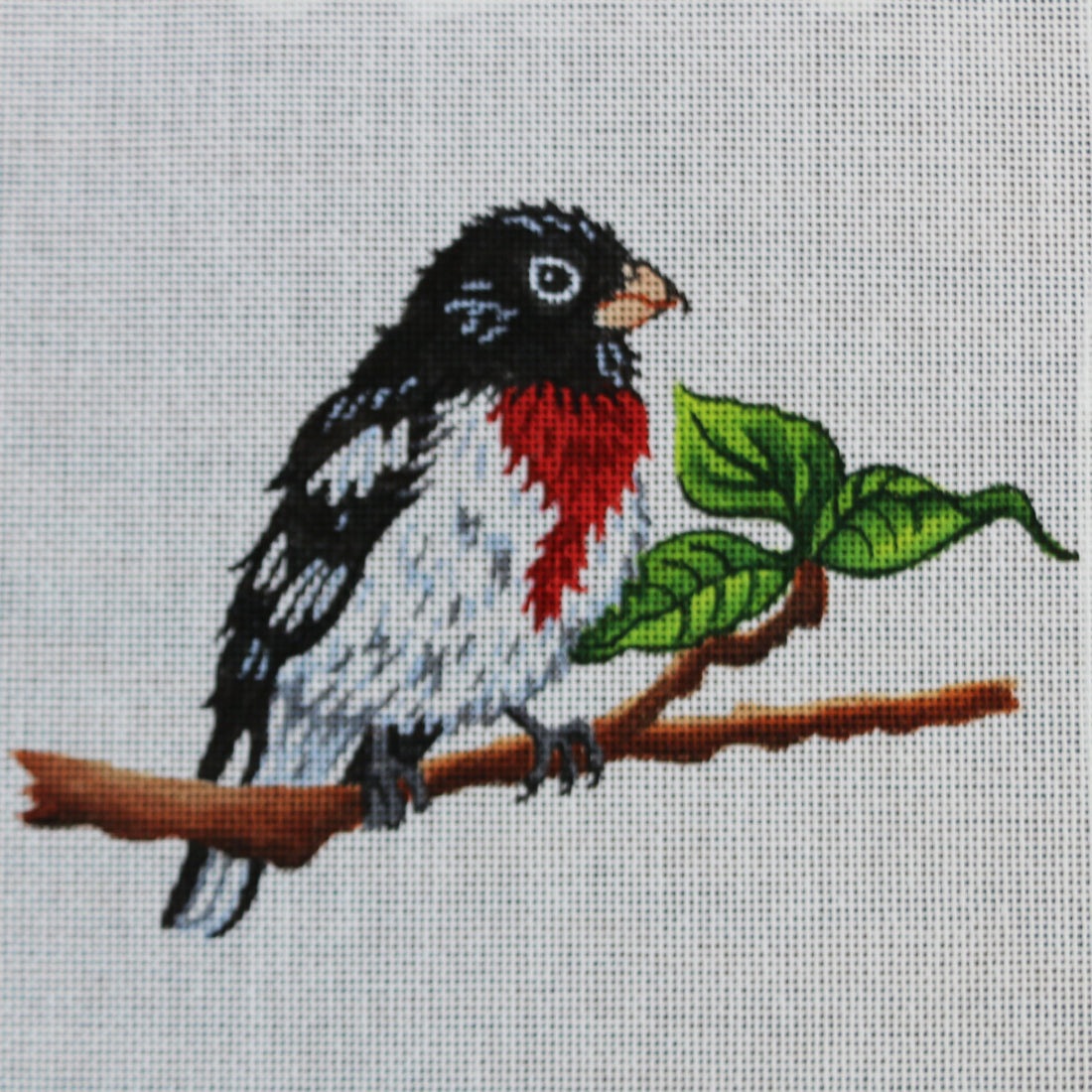 R322 Rose-Breasted Grosbeak