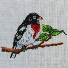R322 Rose-Breasted Grosbeak