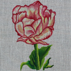 R338 Rose