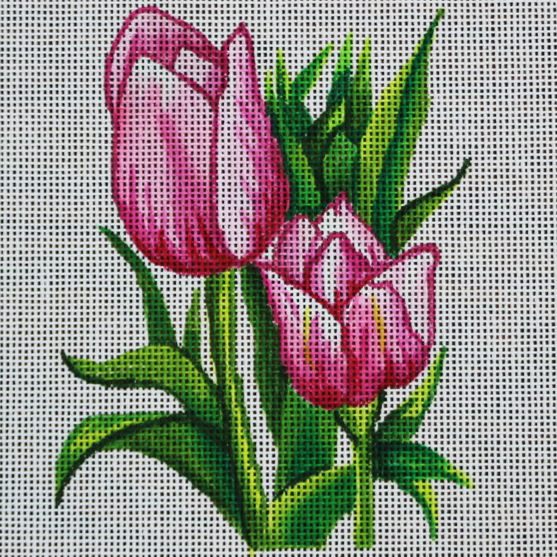 R339 Tulips