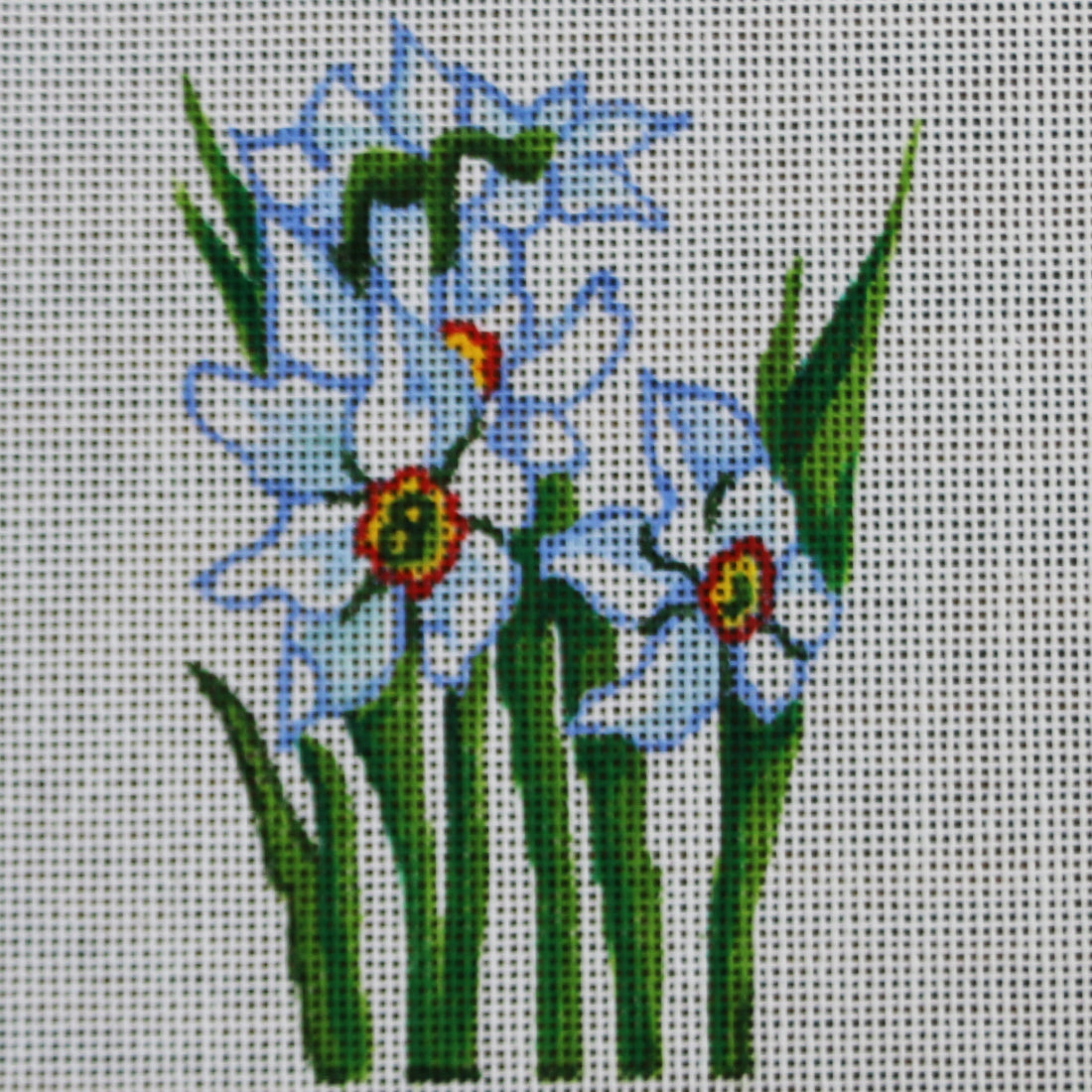 R341 Daffodil