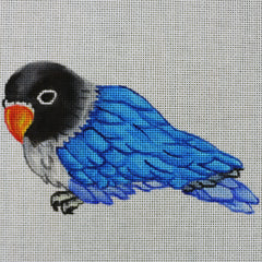 R570 Blue parrot w/ black head