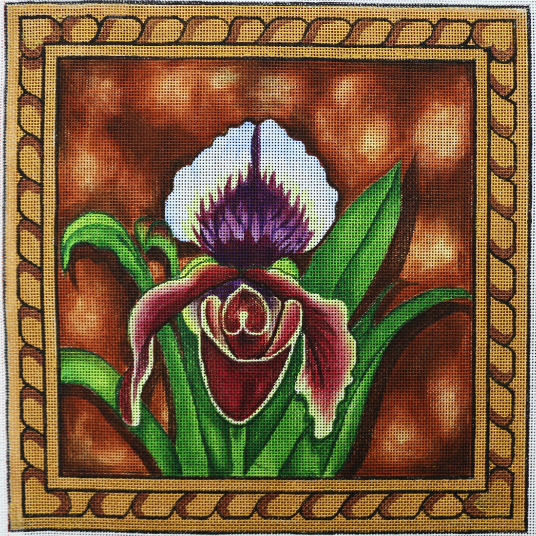 R585 purple and white Iris