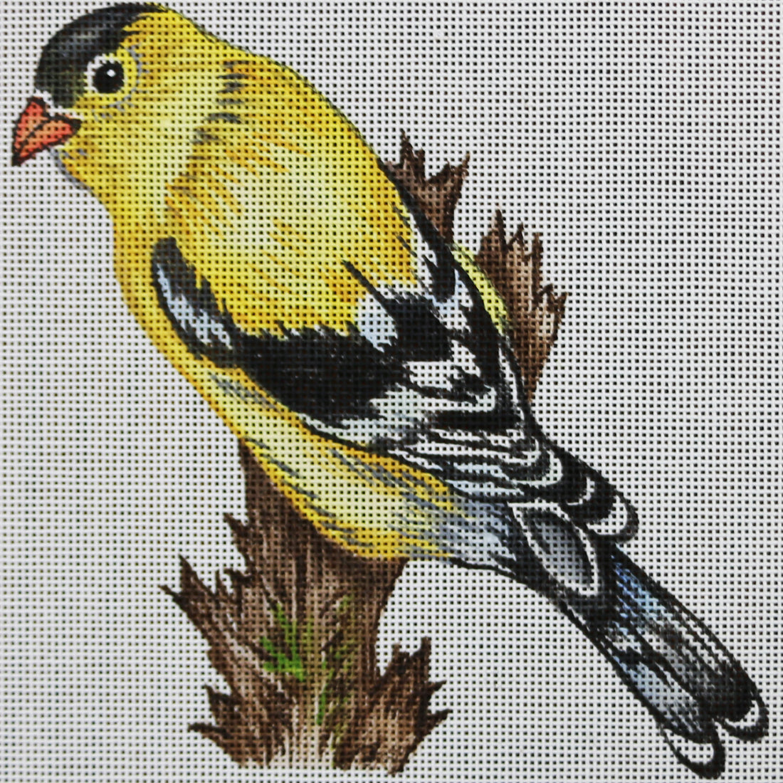 R831 Yellow and Black bird