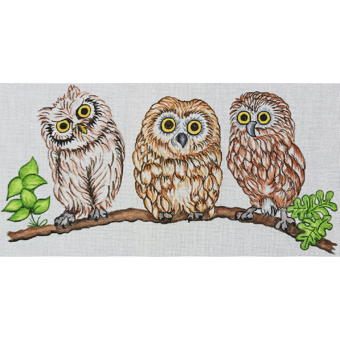 R864 Family Owl