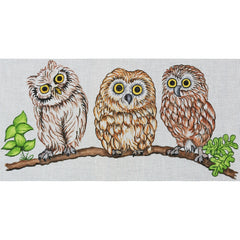 R864 Family Owl