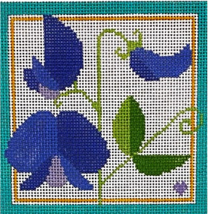 BP-63 Sweet Pea