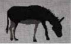 WSD-XO22 Donkey