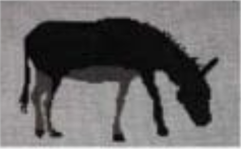WSD-XO22 Donkey