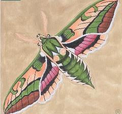 C511 D Moth - Green/Pink/Peach