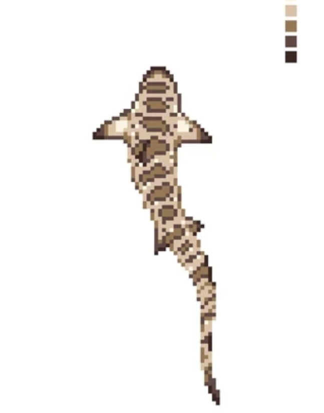 KSA-11 Lainey the Leopard Shark