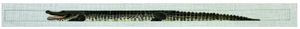 TTB146- Alligator Belt