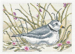 NC 1612 Elegant Piping Plover